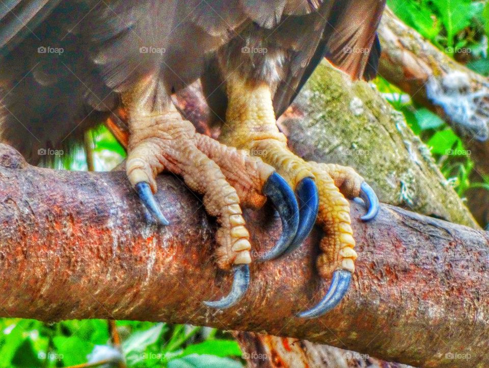 Sharp Talons Of A Bird Of Prey. Sharp Talons Of An American Bald Eagle