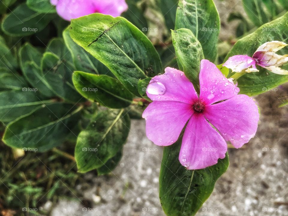 Summer Raindrop on a flower petal 