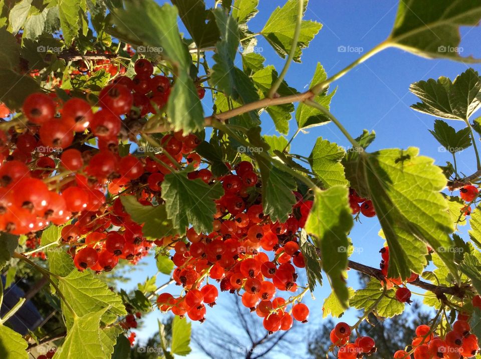 Red Currant Berries 