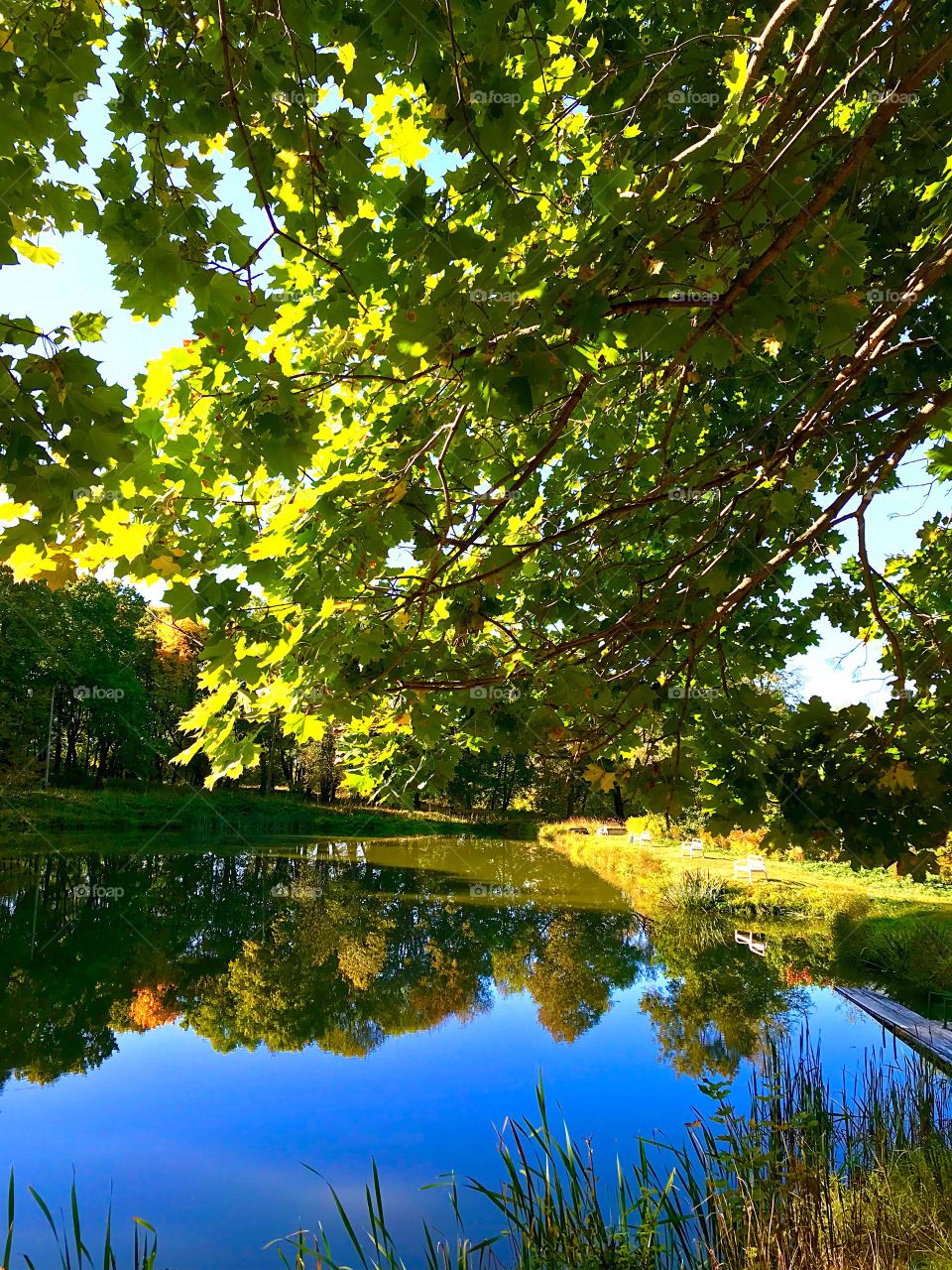 reflection of autumn