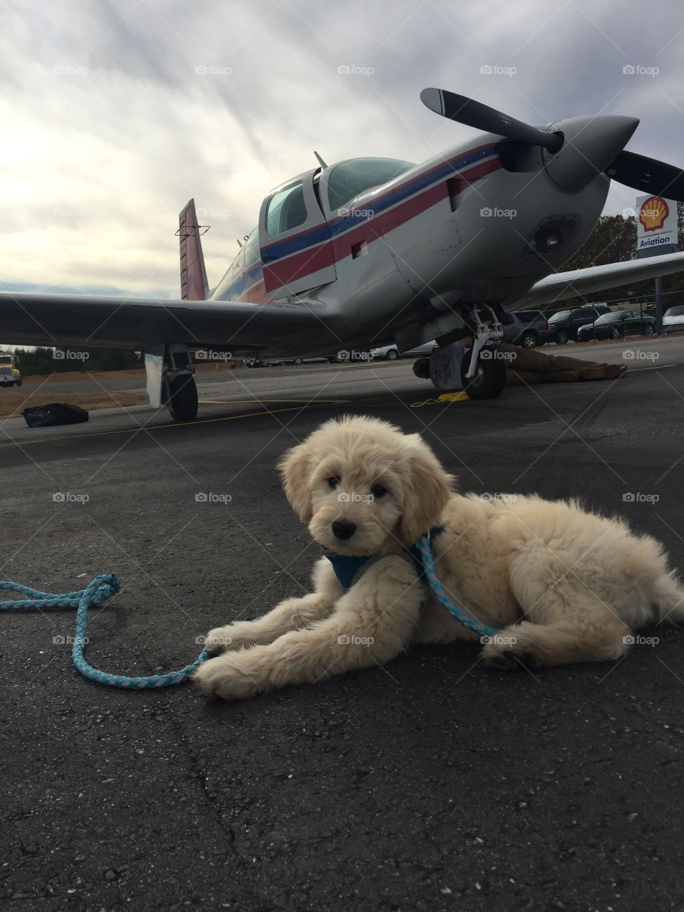 Puppy and plane