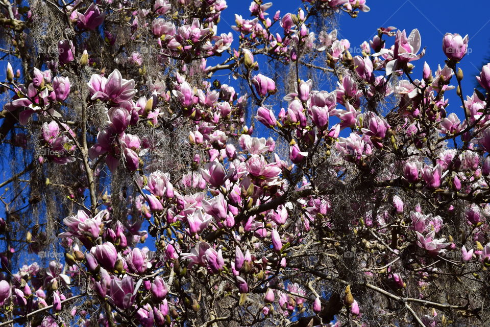 Magnolia Overload 
