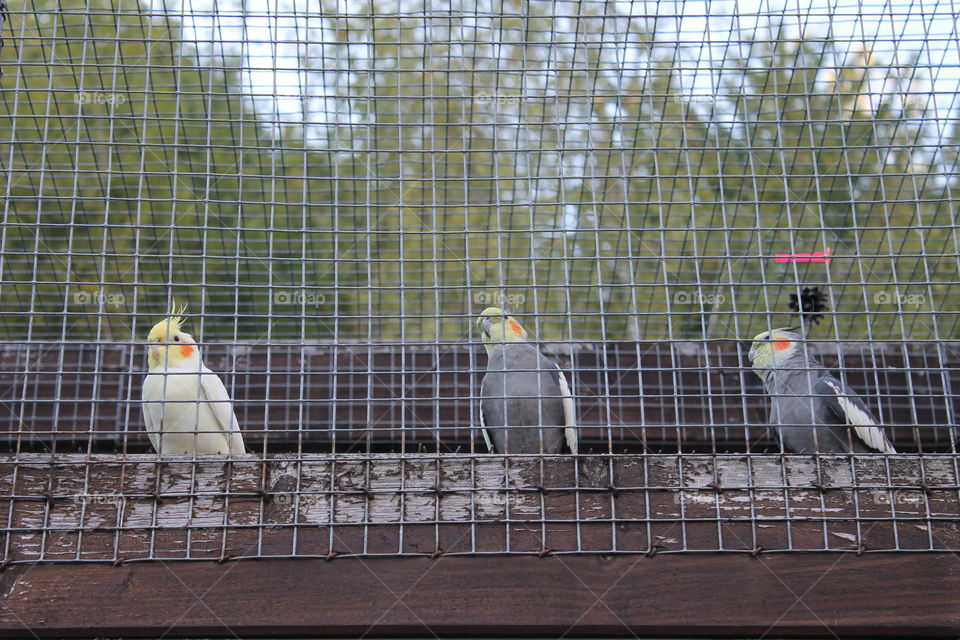 Birds. Zoo