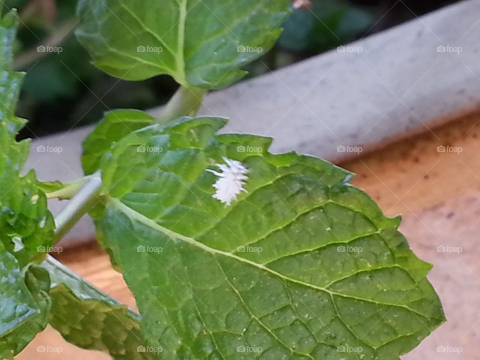 fluffy white caterpillar