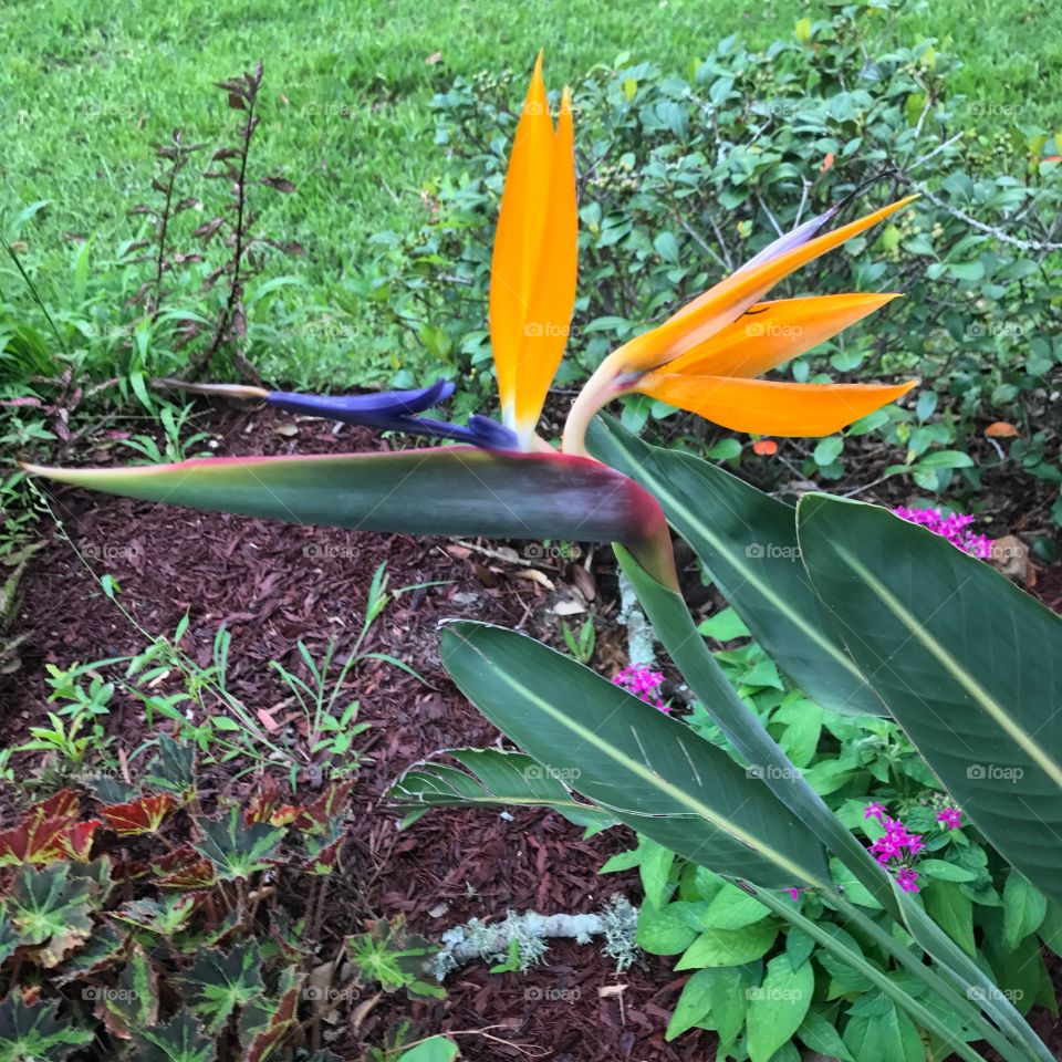 Bird of paradise flowe