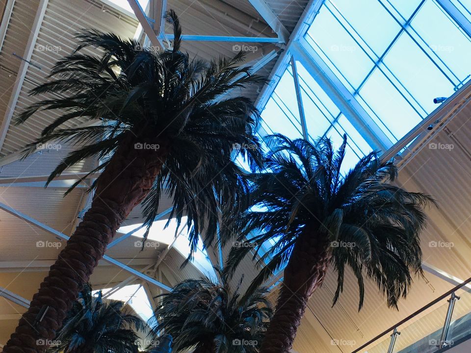 Palms indoors
