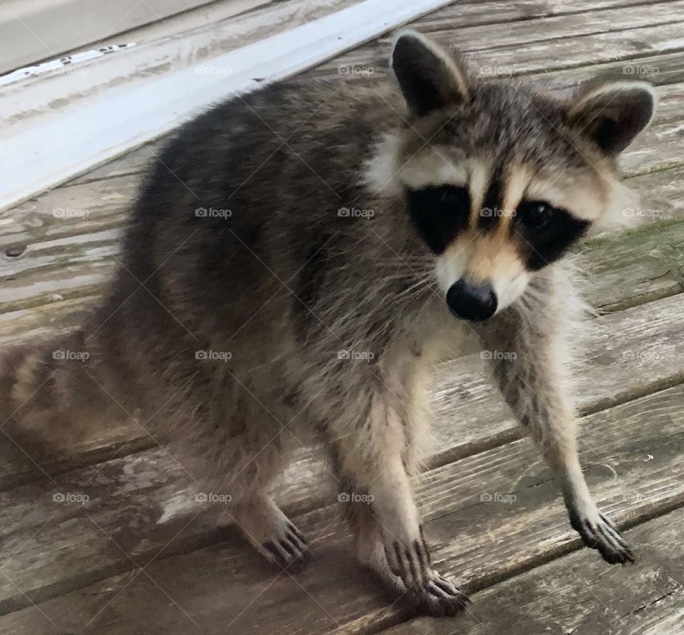 Young raccoon just wants to say hi :)