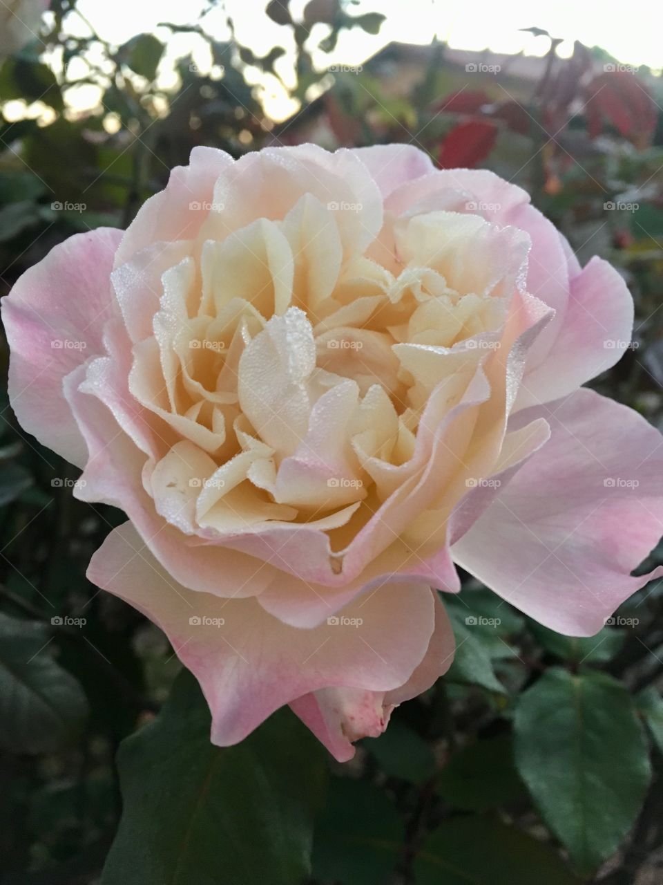 Flores do nosso jardim, para alegrar e embelezar nosso dia!
Jardinagem é nosso hobby. 🇧🇷/ Flowers of our garden, to brighten and beautify our day!
Gardening is our hobby. 🇺🇸