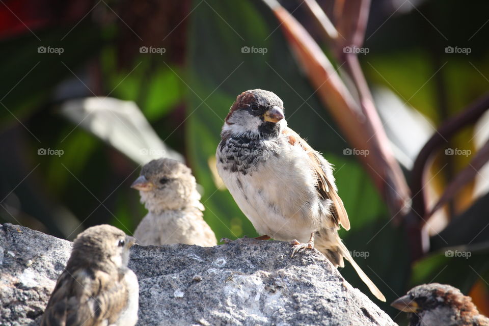 Sparrows