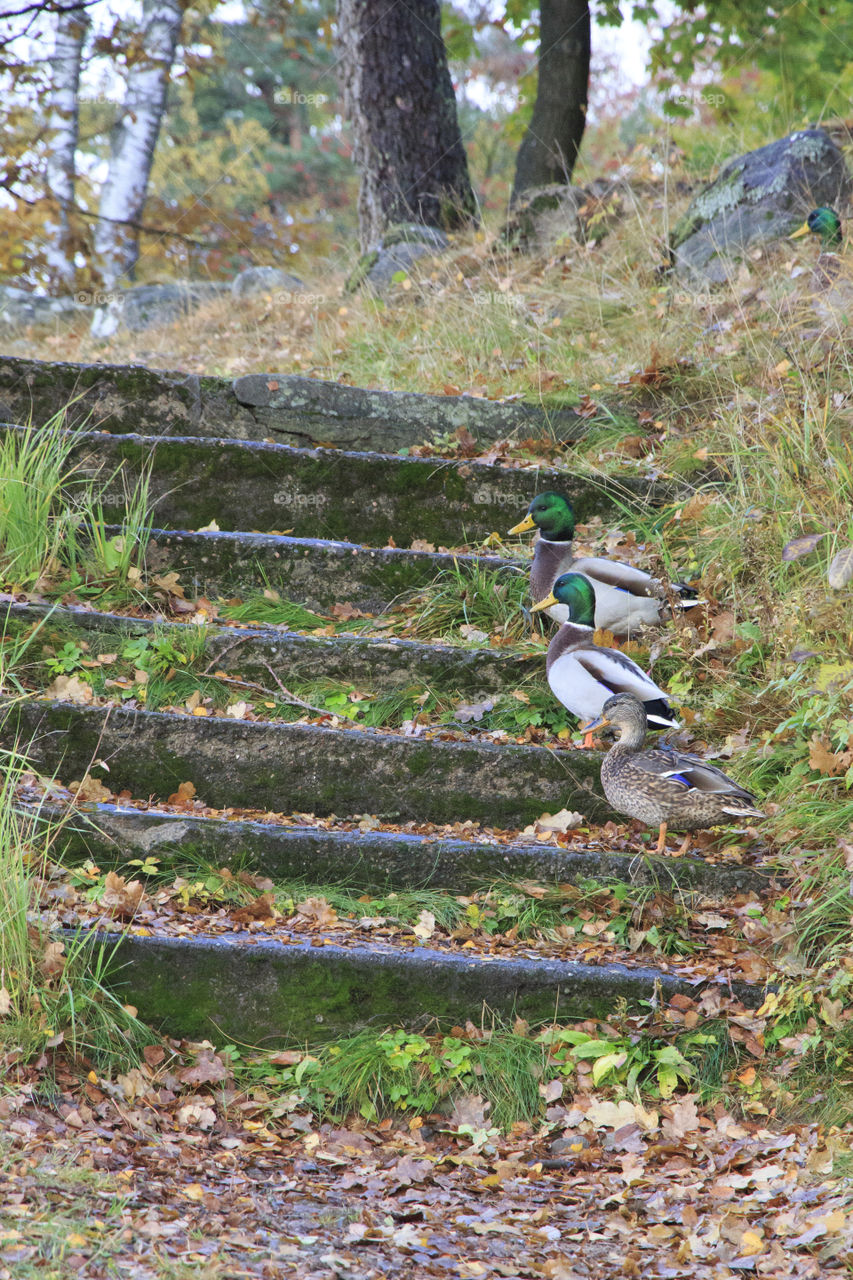 Local wildlife - Mallard ducks Sweden