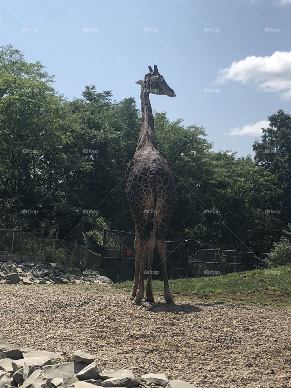 PA Zoo Giraffe