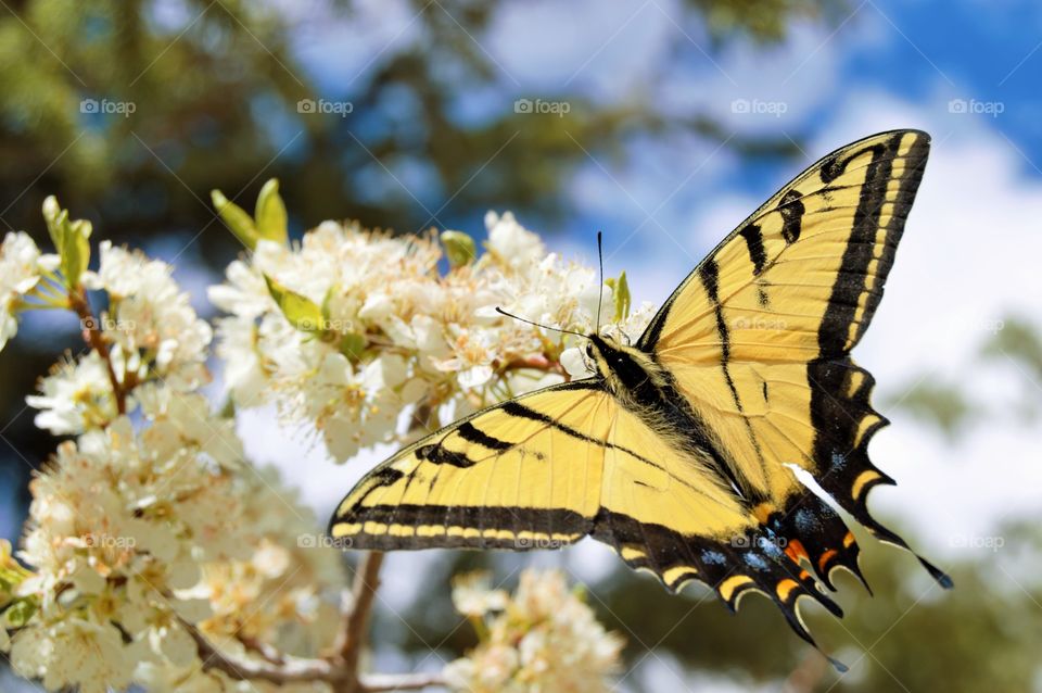 swallowtail butterfly on flowers