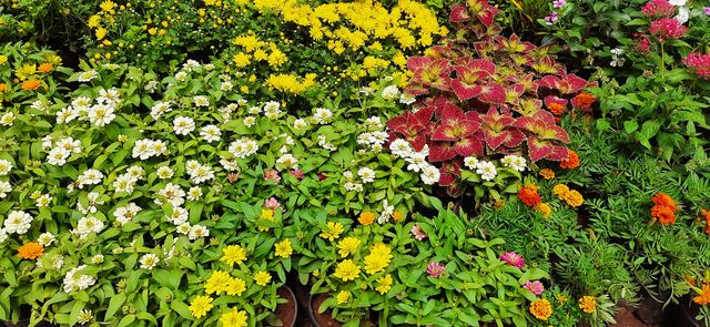 Beautiful Flowers, Flowers world #Foap #Natural_Picture