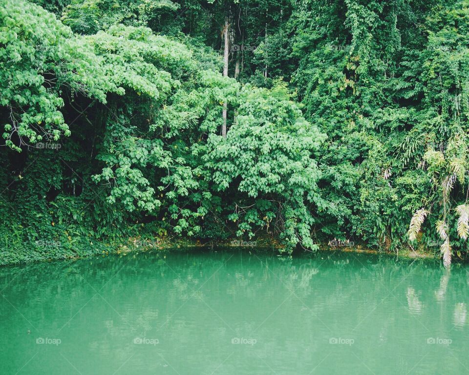 Green pond with many trees