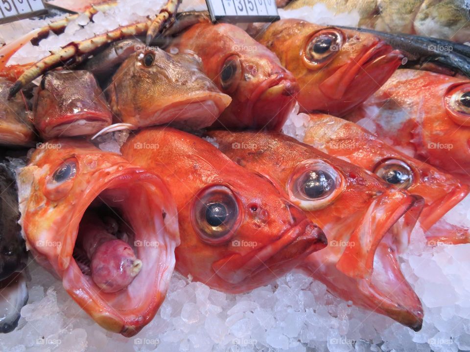 Fish market 