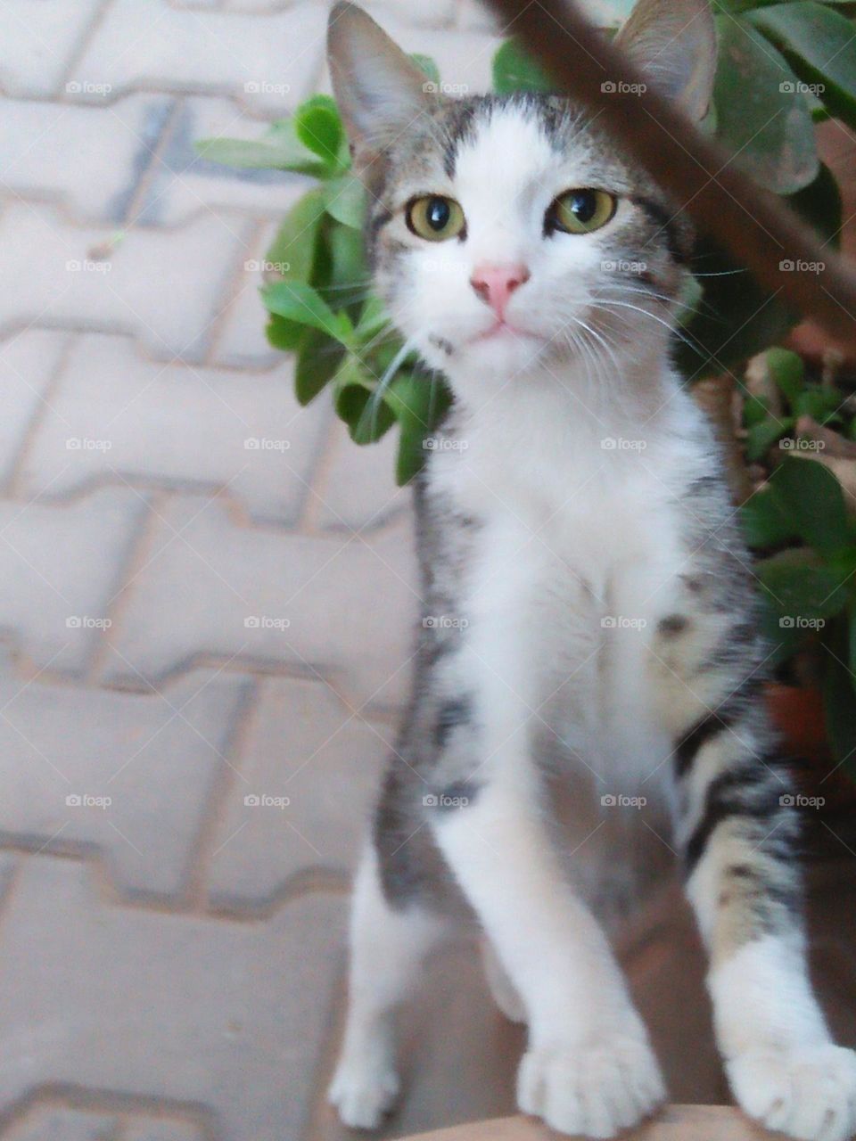 Beautiful grey and white cat.