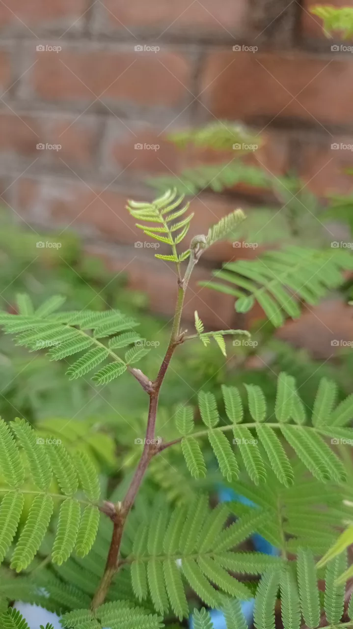 leaves of plant