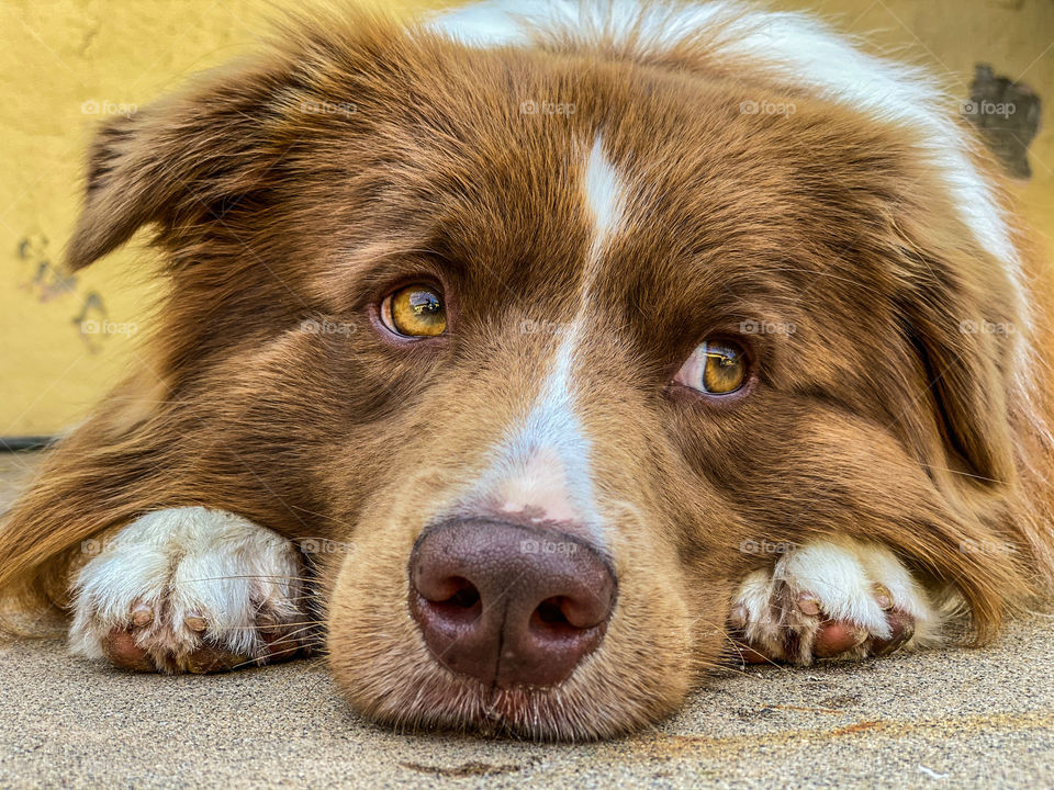 Cute brown and white border collie lying his head down looking away 