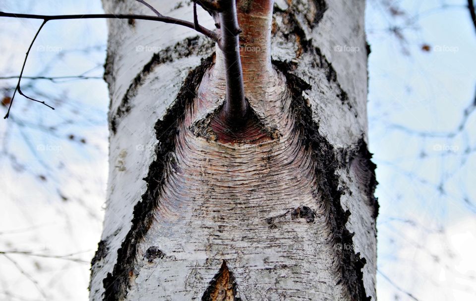 face of a tree