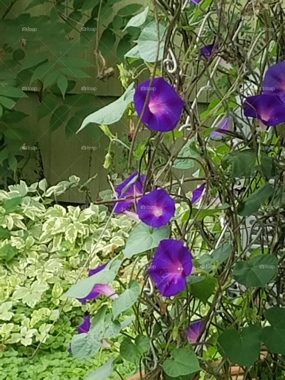 Morning Glories