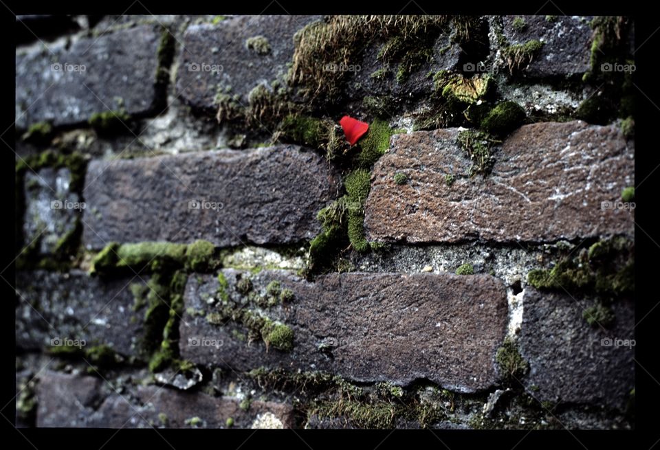 Red petal in mossy bricks