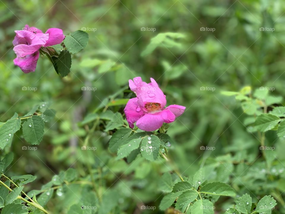 Hot pink wild flowers along a mountain trail.