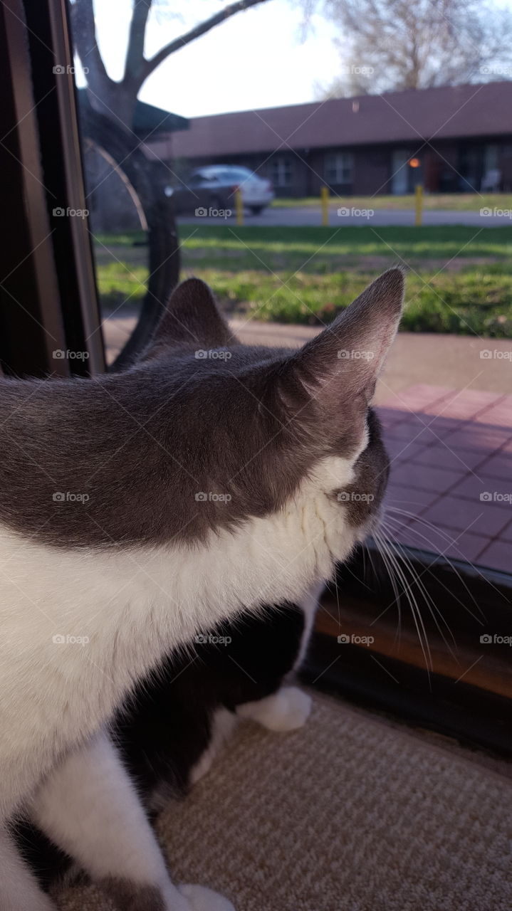 kitty cats looking outside