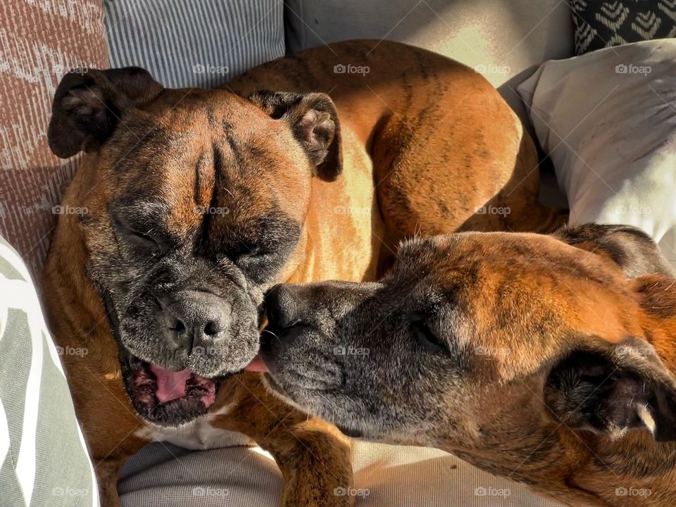 Photo of Brotherly love between two puppies 