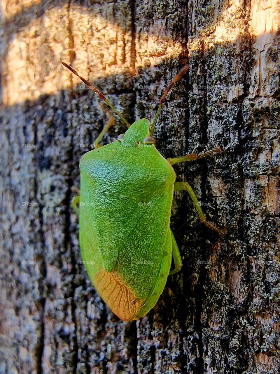 garden beetle