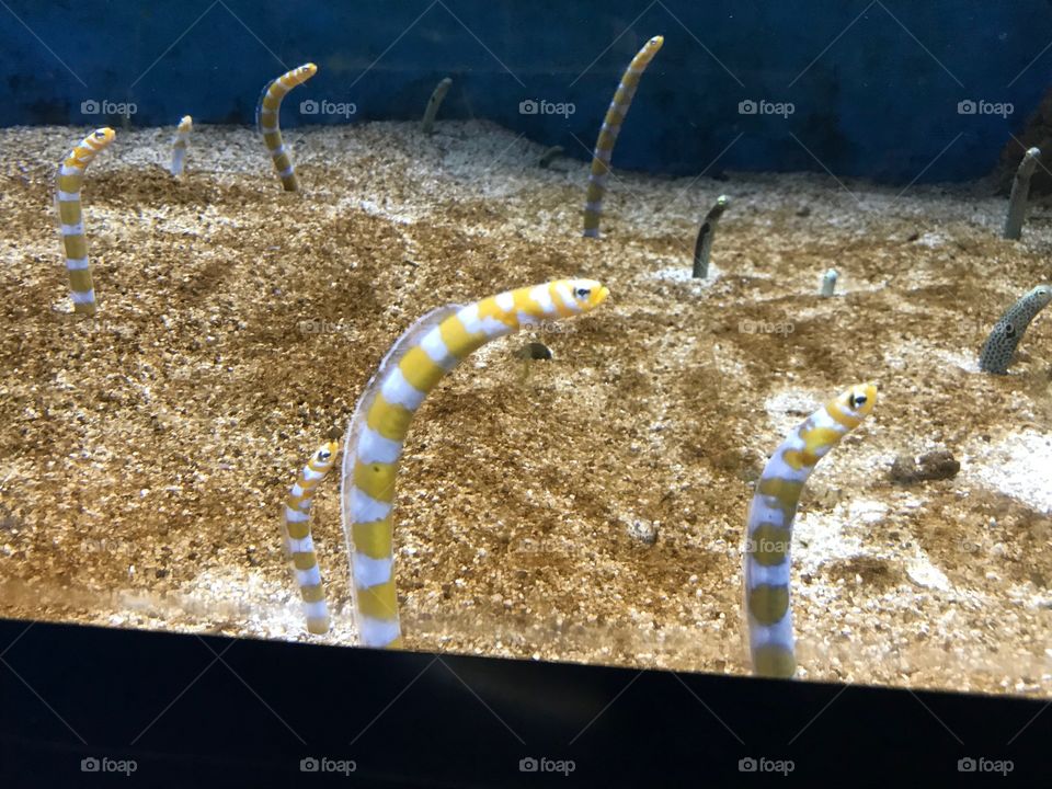 Aquarium - eels 