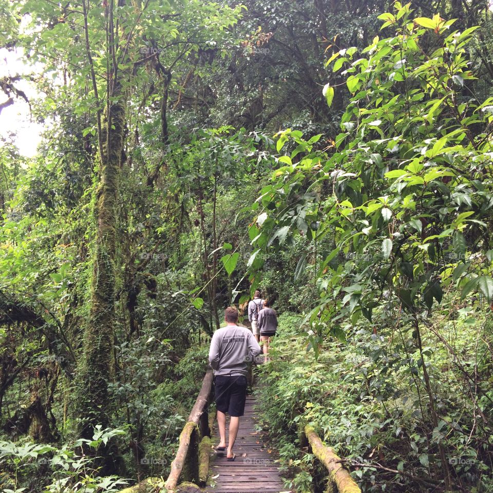Jungle forest around Doi Inthanon
