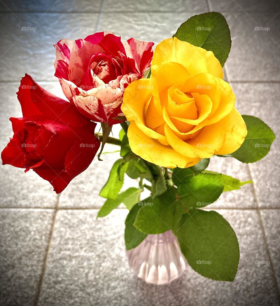 🇺🇸Colorful flowers! A red button, a yellow one and another one with mixed petals.  With the green of the leaves, beautiful! / Flores coloridas! Um botão vermelho, outro amarelo e um outro ainda de pétalas mescladas. 🇧🇷C’o verde das folhas, belíssimas.