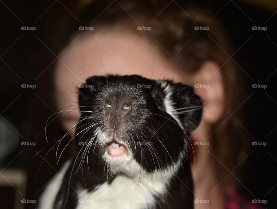 Guinea pig pet beautiful portrait home and girl, love pet