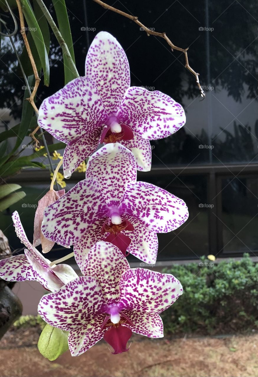 Orquídea 