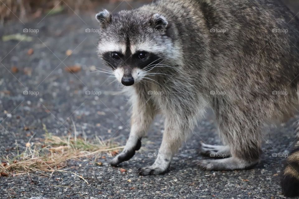 Raccoon visiting the backyard 