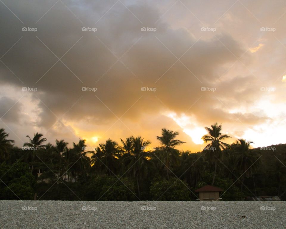 Palm trees sunset