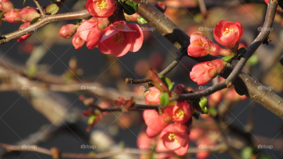 Flowering Quince bush