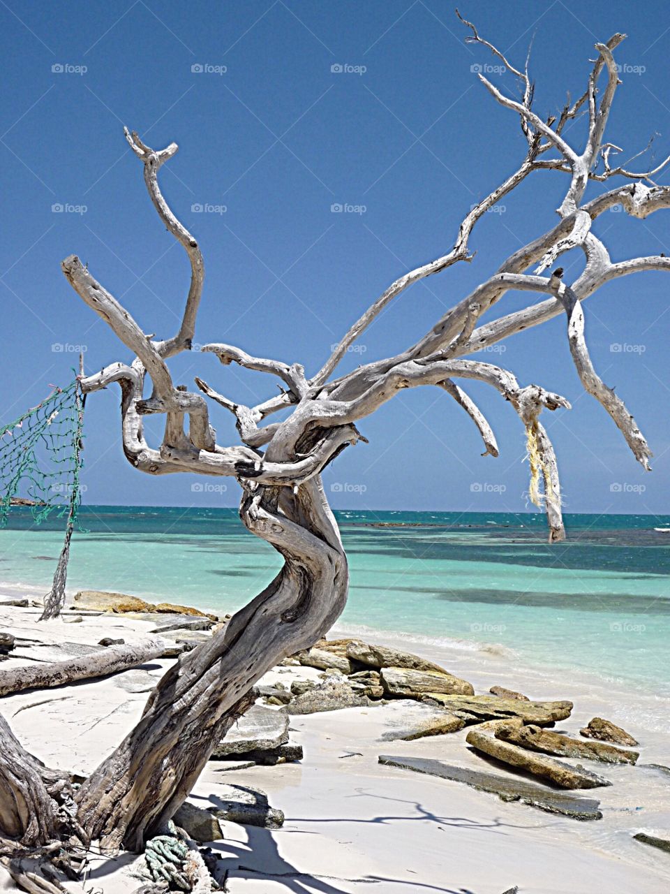 Sad old tree, Antigua, Caribbean
