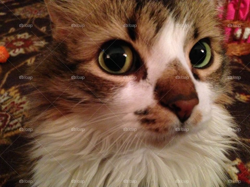 Sophie sweet and sour face