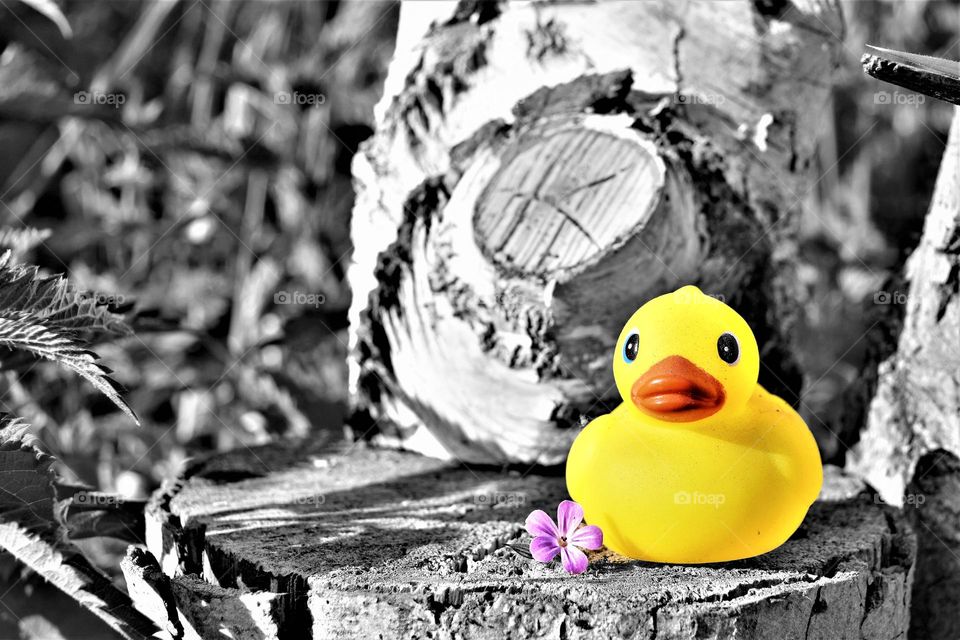 close up black and white picture with bright yellow bath duck and purple flower