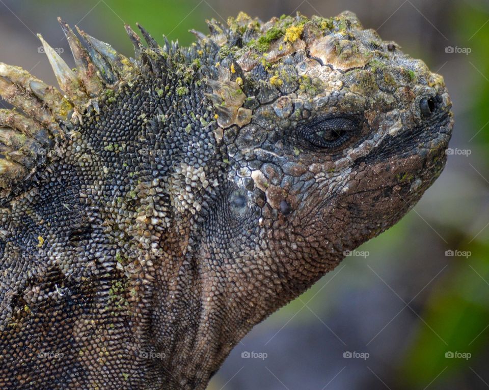 Iguana skin closeup
