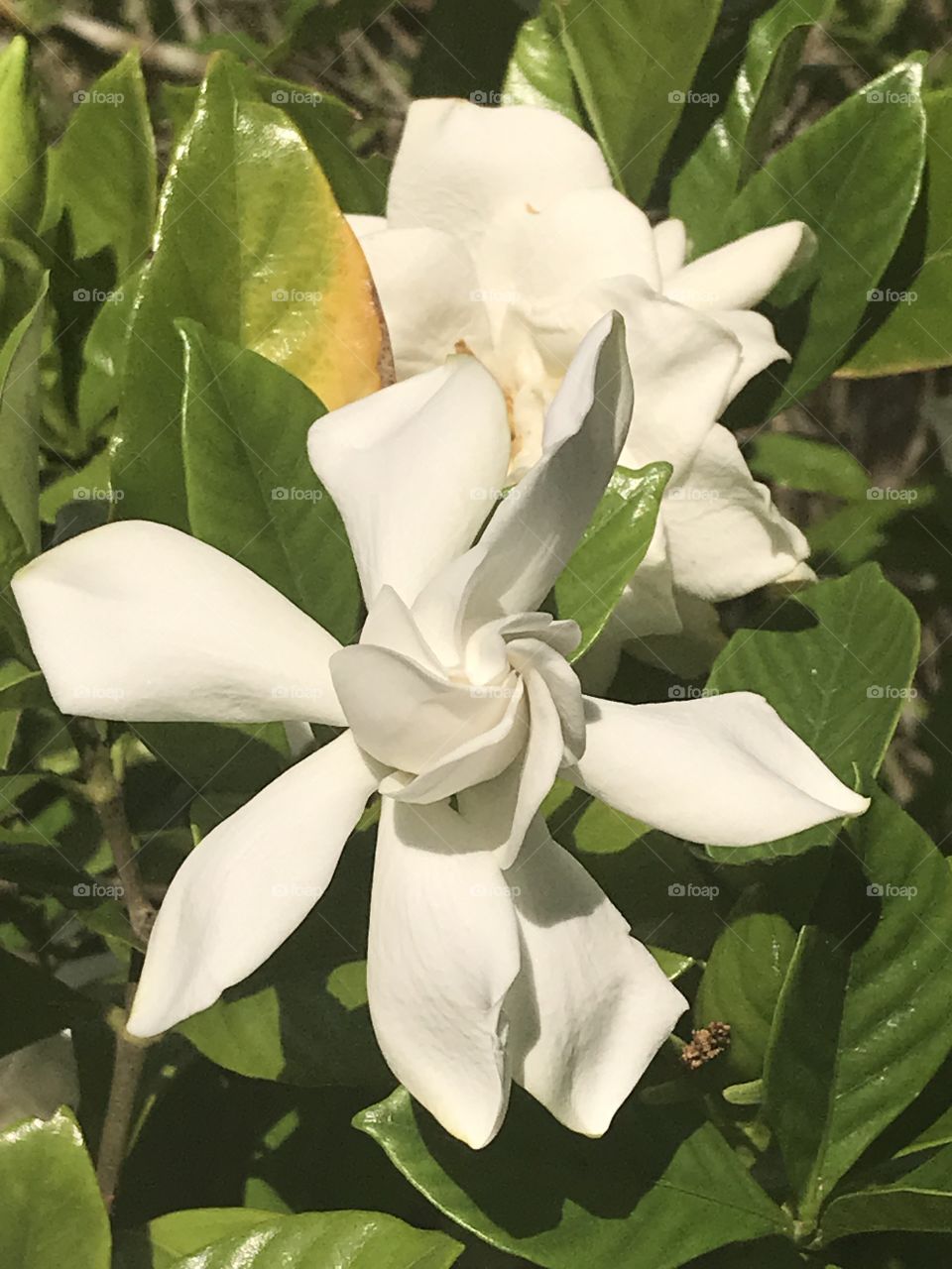 White gardenia flower bloom