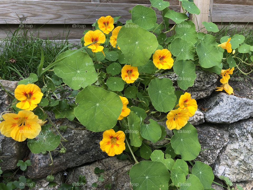 These tiny little beauties, look very impressive and give a colorful portrayal for us all to enjoy.