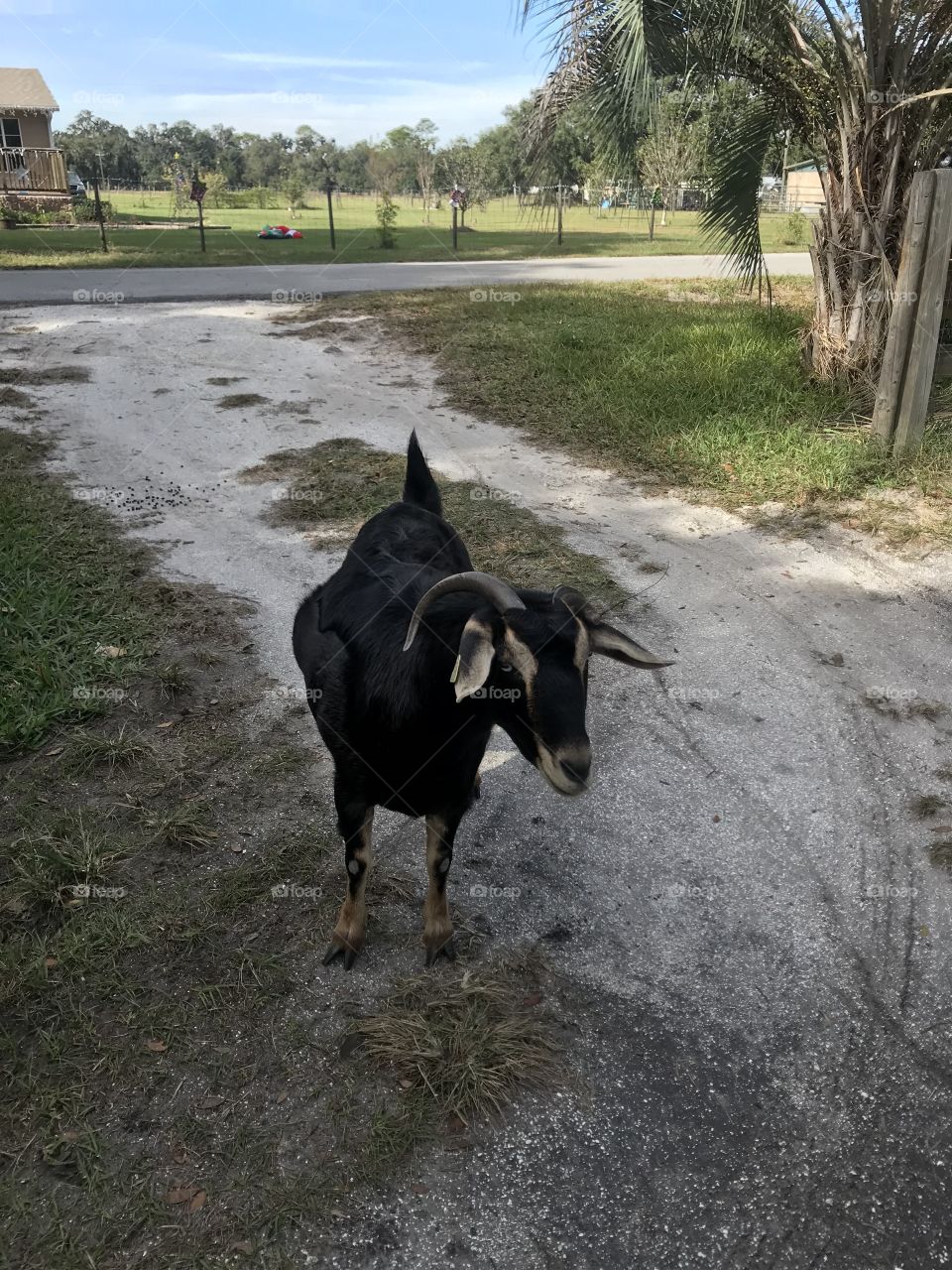 A visit from my neighbor goat