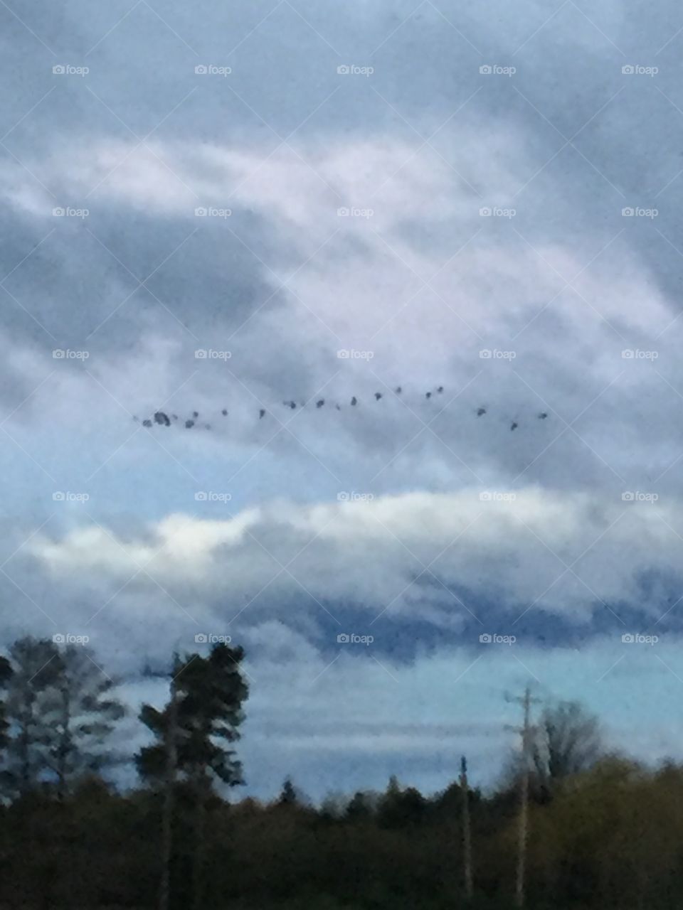 Flock of birds flying Is daylight brakes and the sky he’s trying to give away to daylight with it’s pink and dark and moody clouds