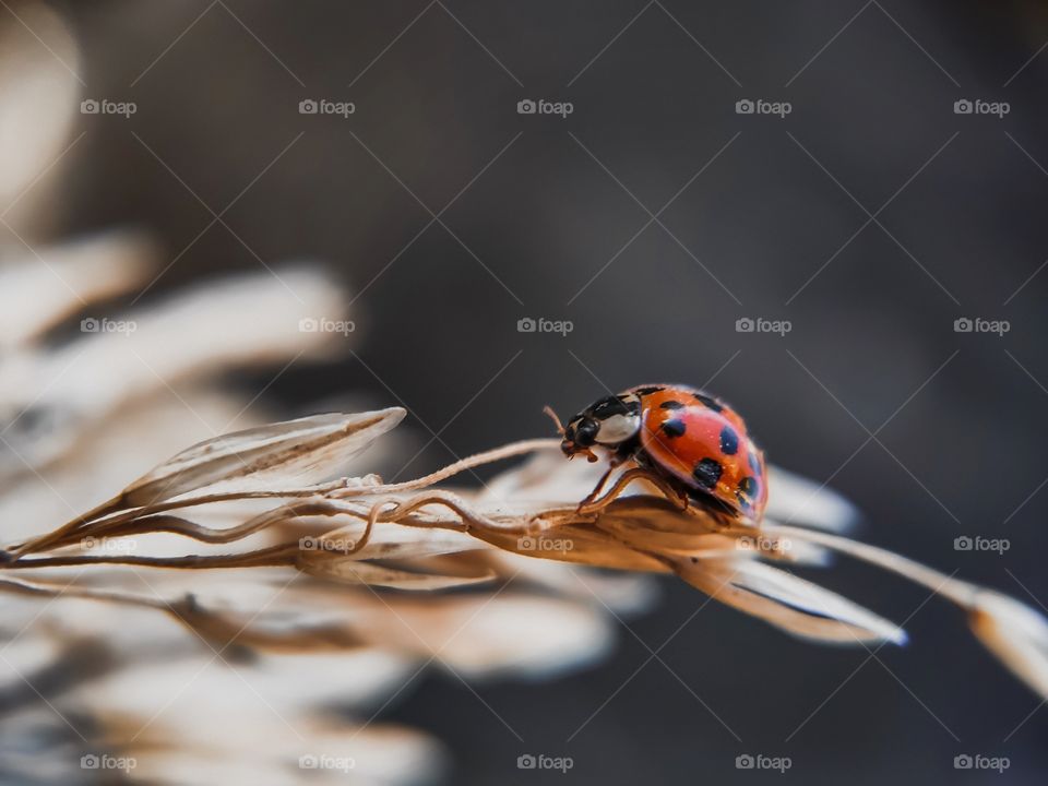 Ladybug on dried flower