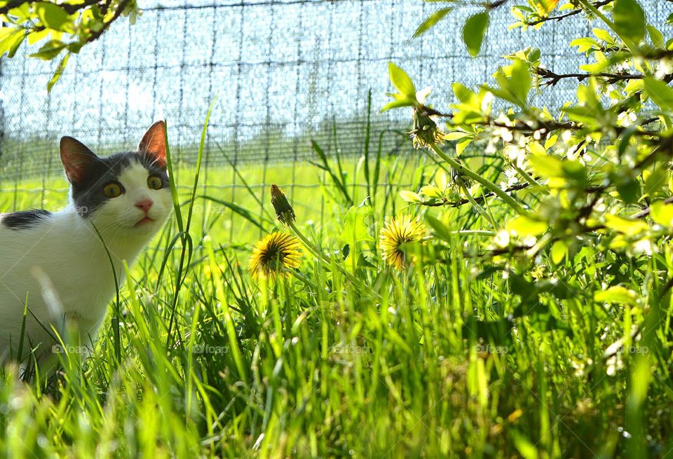 my beautiful cat in the garden