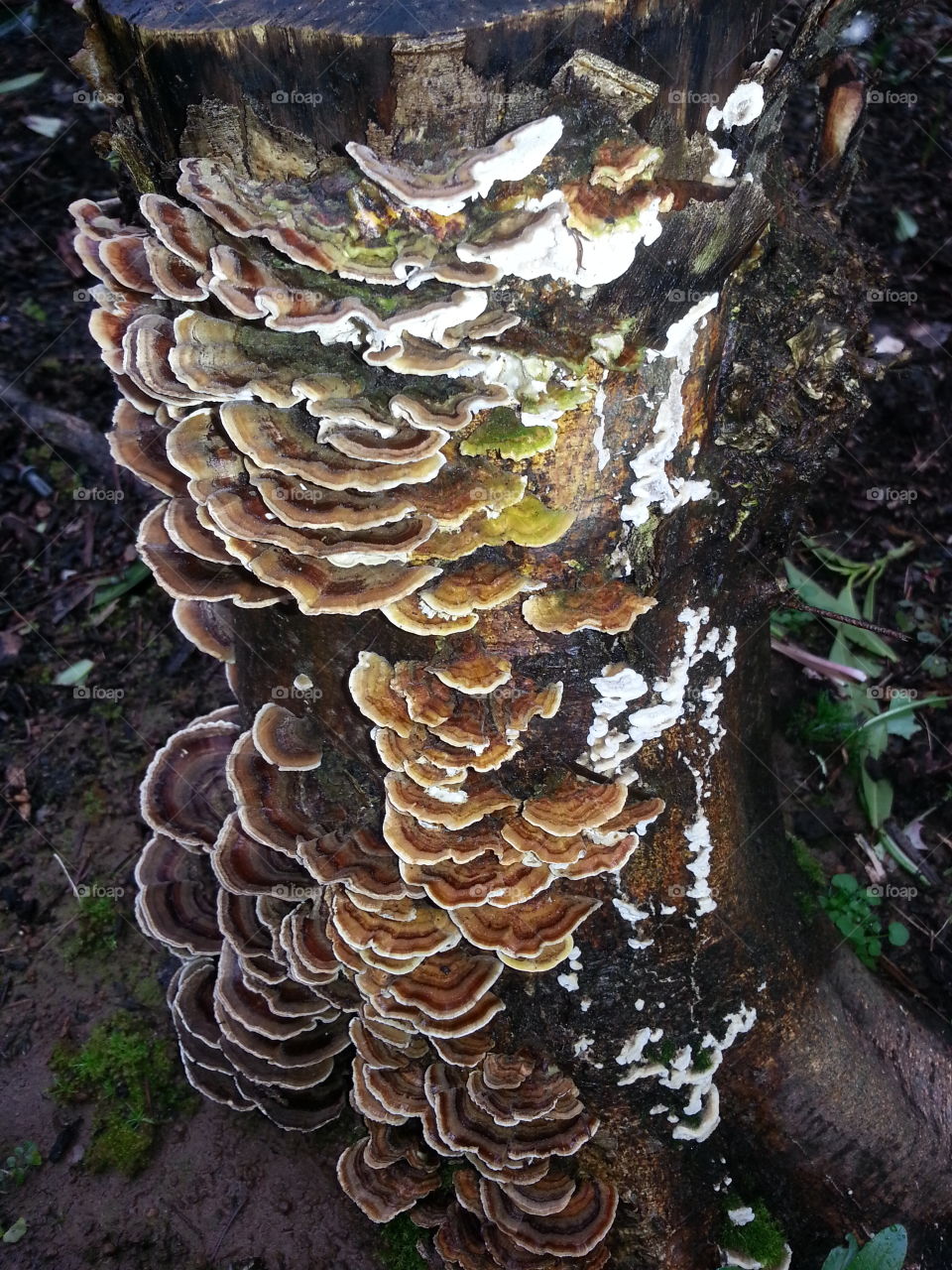 Fungi Colony . I spotted this behind a business and took a flash picture of it. 