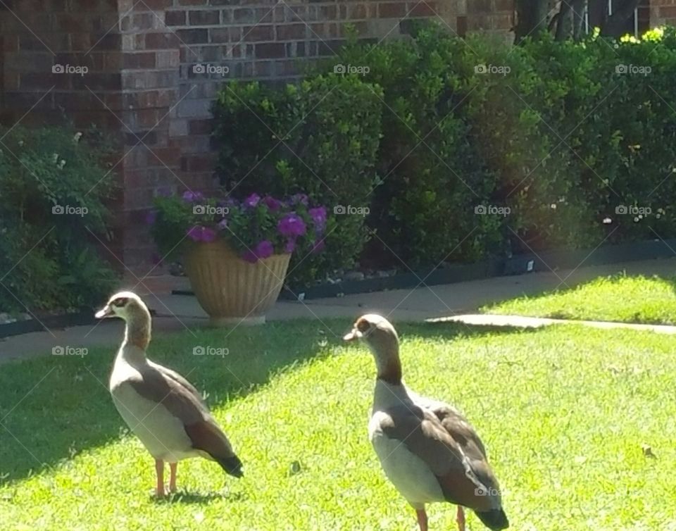 Duck Gooses