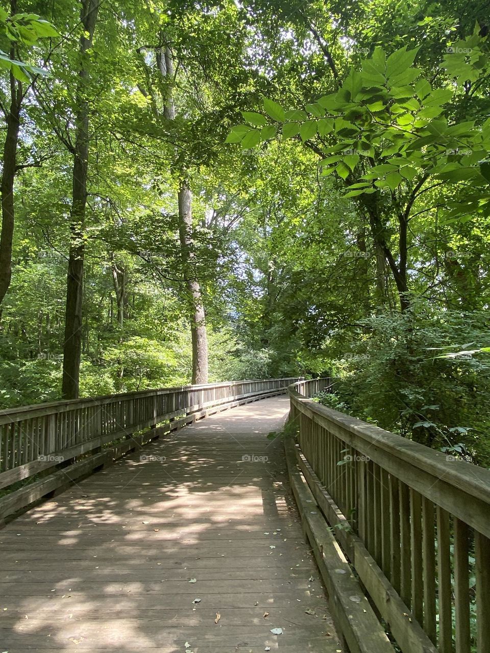 A pathway through the trees in Thompson Park in Lincroft, NJ. There is nothing like a walk through the grassy fields and woods to restore your spirit. This photo is taken in summer, but it’s great any time of year.